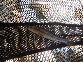 $Sheaffer-3-3-2021007$ Another non trout species. Not a chub but maybe a black nose dace?